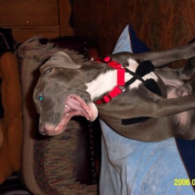 Profile Picture of Deborah Neff (@DNeff4) on Twitter