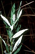 Salix candida - Wikipedia Profile Picture of Salix candidaon Wikipedia