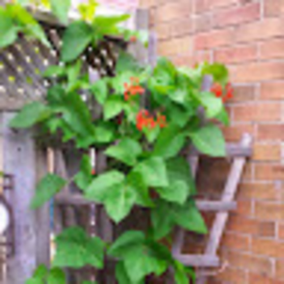 Profile Picture of Dannette King (@mollyshaw66) on Poshmark