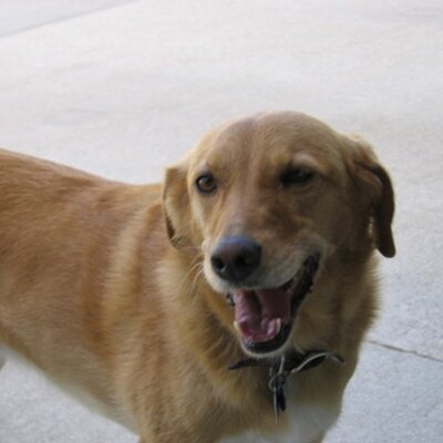 Profile Picture of Joe Gainey (@3shamrock3) on Twitter