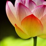 Profile Picture of Yelena Polyakova (@dren795) on Instagram