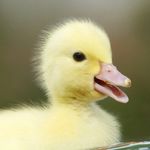 Profile Picture of Jeff The Duck (@jeff._____________suck_a_duck) on Instagram