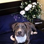Profile Picture of Lord Loki Feather (@loki_theamstaff_) on Instagram