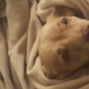 Michael Holliday - Youtube Profile Picture of Michael Holliday (@michaelholliday2626) on Youtube