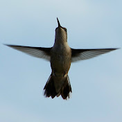 Profile Picture of Michael Wiens (@michaelwiens6250) on Youtube