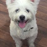 Profile Picture of Marilyn_Mills🐶 (@marilyn_the_westie) on Instagram