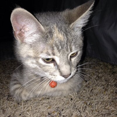 Profile Picture of Hayden (@HaydenRoush) on Twitter