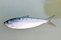 Profile Picture of Sardinellaon Wikipedia