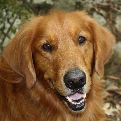 Profile Picture of Peter Draghi (@pksmcdrag) on Twitter