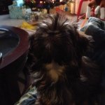 Profile Picture of Leah Laney Roach (@leah_theshorkie) on Instagram