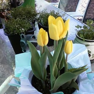 Profile Picture of Vicky Koob (@vicky.koob) on Facebook