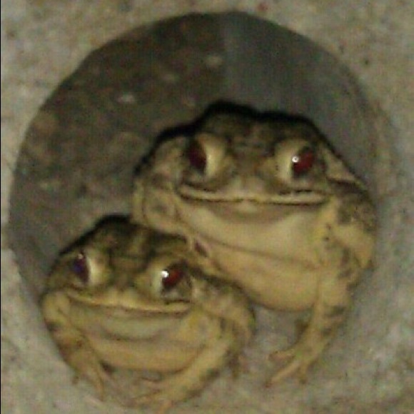 Profile Picture of Catie Brumit (@catiebrumit) on Poshmark