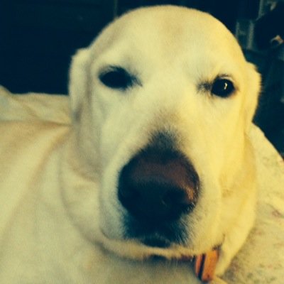 Profile Picture of deborah kirby (@swartz833) on Twitter