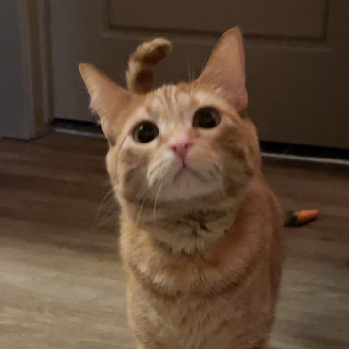 Profile Picture of Kiari_Faith (@kiari_faith) on Tiktok