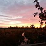 Profile Picture of Trevor Chapman (@86foxhound) on Instagram