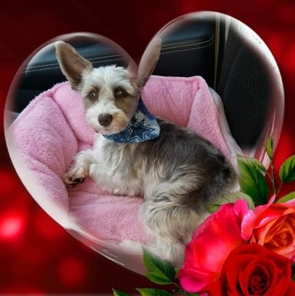 Profile Picture of Ann Schultz (@brightsmiles2u) on Poshmark