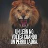 Profile Picture of Julio Alcantara (@@chilas29) on Tiktok