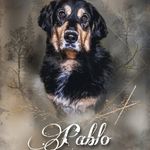 Profile Picture of ᴘᴀʙʟᴏ & ᴊᴀɴɪᴋᴀ ᴜɴᴅ ᴅɪᴇ ᴋʟᴇɪɴᴇ ʙᴇᴛᴛʏ (@pablo_einhundzumverlieben) on Instagram