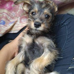 Profile Picture of Liz Faris (@lizfaris2) on Twitter