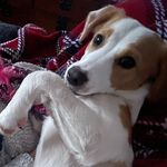 Profile Picture of Shelby (@shelby_roach_dog_adventures) on Instagram
