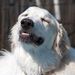 Profile Picture of Suzanne Langham (@greatpyrs71) on Pinterest