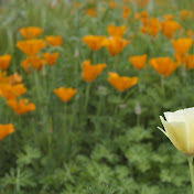 Profile Picture of Kris Schmidt (@krisschmidt1436) on Youtube