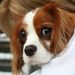 Profile Picture of Lucy Blair (@yoyoyo) on Pinterest