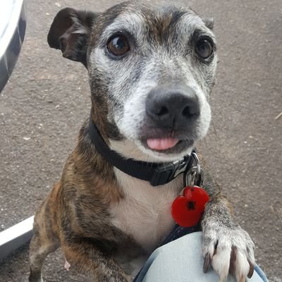 Profile Picture of Alanamarshall (@marshy9) on Twitter