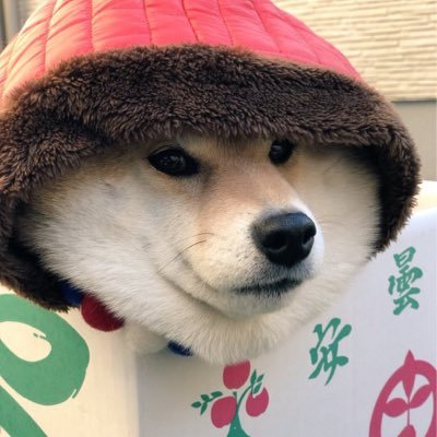 Profile Picture of Ariel Chow (@ArielChow2) on Twitter