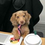 Profile Picture of Stiven James (@tripier_theguy) on Instagram