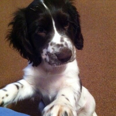 Profile Picture of Bryan Crossman (@hoopydoodle1) on Twitter