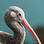 Profile Picture of The Ecology (@The Ecology) on Flickr