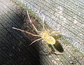 Theridion - Wikipedia Profile Picture of Theridionon Wikipedia