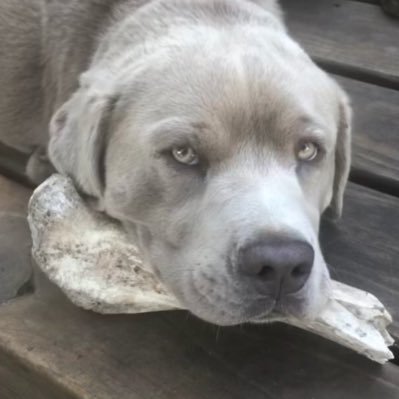 Profile Picture of Taylor Pieper (@TaylorPieper6) on Twitter