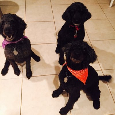 Profile Picture of Robin Nystrom (@RobinNystrom1) on Twitter