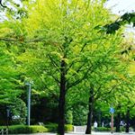 Profile Picture of Hiromi Ono (@kokoromango) on Instagram