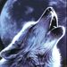 Profile Photo of Crystal_SilverWolf (@Crystal_SilverWolf) on Pinterest