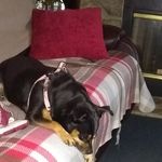 Profile Picture of Ralph Joyce (@papa.ralph.j) on Instagram