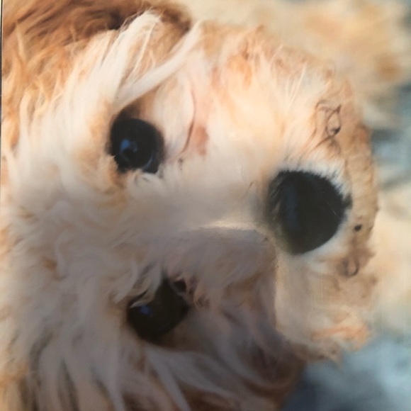 Profile Picture of Cassie Ferreri (@cassieferreri) on Poshmark