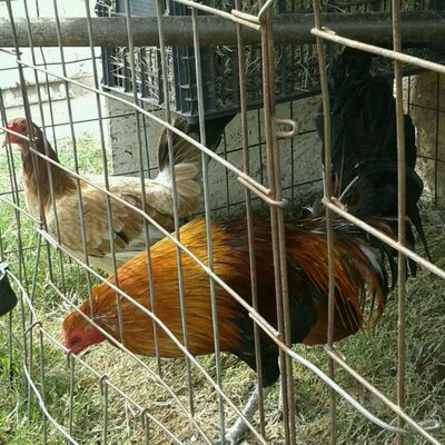 Profile Picture of Peter Aquino (@peteraquino76) on Twitter