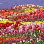 Profile Picture of Yolanda Clemente (@yolanda.clemente.3975) on Instagram