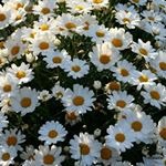 Profile Picture of Burcu Akkoc (@burcu.akkoc) on Instagram