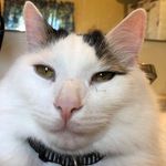 Profile Picture of tina petrie 🌙 (@tinapetriemusic) on Instagram