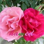 Profile Picture of hossein tabrizi (@hossein_tabrizi.81) on Instagram