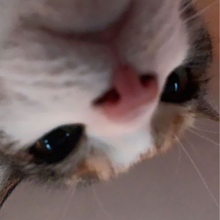Profile Picture of amanda (@amanda.trudel) on Tiktok