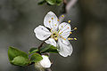 Profile Picture of Mirabelle plum - Wikipediaon Wikipedia