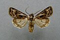 Profile Picture of Agrotis vestigialison Wikipedia