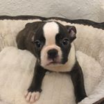 Profile Picture of Luke (@luke_boston_terrier) on Instagram