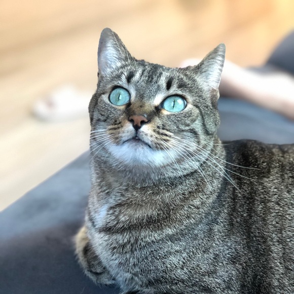 Profile Picture of Emily Zhang (@emilyz66) on Poshmark