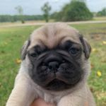 Profile Picture of Angela Gwinn (@texas_pug_puppies) on Instagram